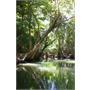 mangroves-a-special-place-in-martinique